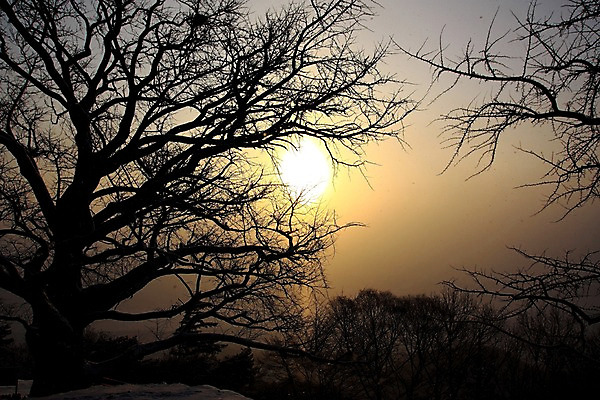 포토 JPG 주간 나무 실루엣 자연 하늘 풍경 사람없음 야외 태양 일몰 남한산성 국내포토 광주시 자연요소 식물 촬영기법 노을 생태계 경기도 파일형식