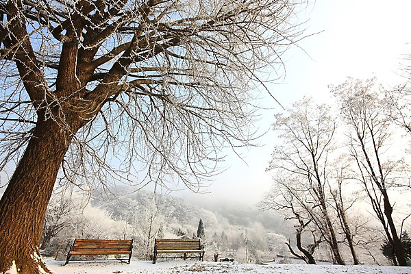 포토 JPG 주간 나무 설경 벤치 자연 산 풍경 사람없음 야외 눈 남한산성 겨울풍경 국내포토 광주시 자연요소 식물 겨울 의자 날씨 생태계 경기도 파일형식