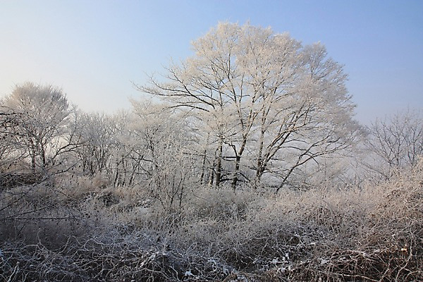 포토 JPG 주간 나무 설경 자연 하늘 풍경 사람없음 야외 눈 숲 남한산성 겨울풍경 국내포토 광주시 자연요소 식물 겨울 날씨 생태계 경기도 파일형식