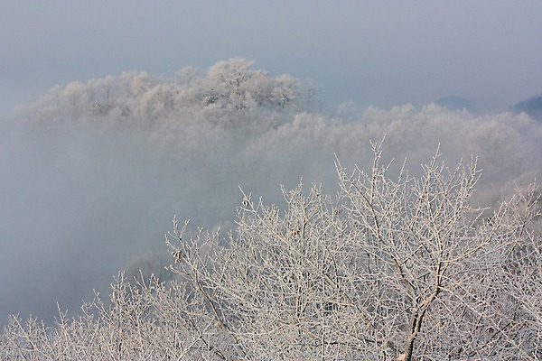 포토 JPG 주간 나무 설경 자연 풍경 사람없음 야외 안개 눈 숲 남한산성 겨울풍경 국내포토 광주시 자연요소 식물 겨울 날씨 생태계 경기도 파일형식