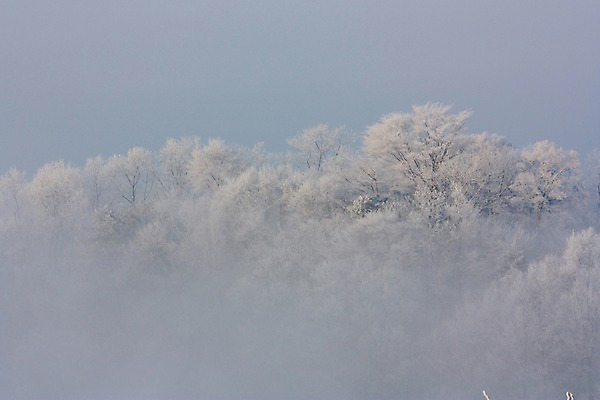 포토 JPG 주간 나무 설경 자연 풍경 사람없음 야외 안개 눈 숲 남한산성 겨울풍경 국내포토 광주시 자연요소 식물 겨울 날씨 생태계 경기도 파일형식