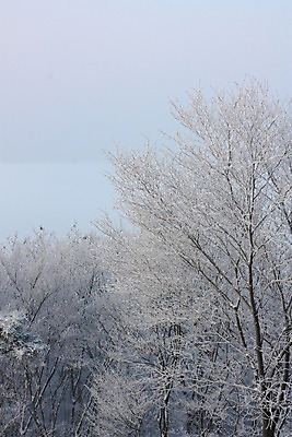 포토 JPG 주간 나무 설경 자연 하늘 풍경 사람없음 야외 눈 숲 남한산성 겨울풍경 국내포토 광주시 자연요소 식물 겨울 날씨 생태계 경기도 파일형식