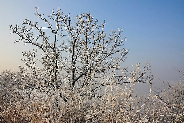 포토 JPG 주간 나무 설경 자연 하늘 풍경 사람없음 야외 눈 숲 남한산성 겨울풍경 국내포토 광주시 자연요소 식물 겨울 날씨 생태계 경기도 파일형식