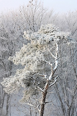 포토 JPG 주간 나무 설경 자연 풍경 사람없음 야외 눈 숲 남한산성 겨울풍경 국내포토 광주시 자연요소 식물 겨울 날씨 생태계 경기도 파일형식
