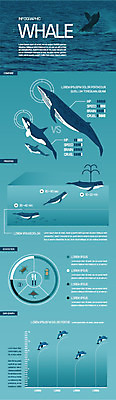 바다 일러스트 그래프 사람없음 인포그래픽 고래 국내일러스트 AI파일 포유류 수중동물 파일형식 벡터