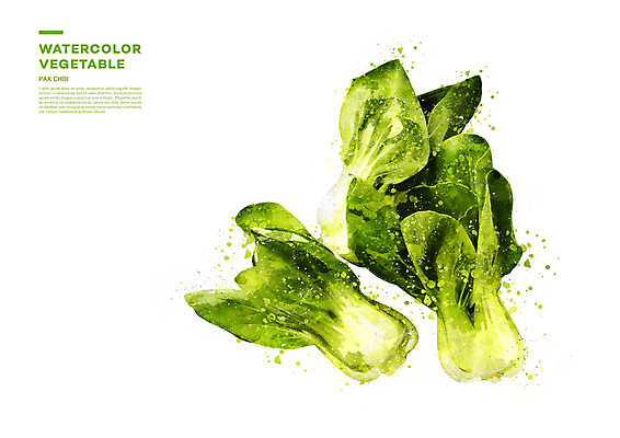PSD 채소 일러스트 수채화 사람없음 번짐 청경채 국내일러스트 파일형식 효과