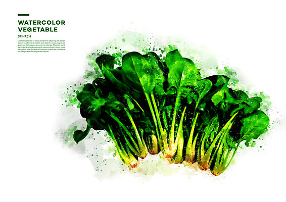 PSD 채소 일러스트 수채화 사람없음 번짐 시금치 국내일러스트 파일형식 효과