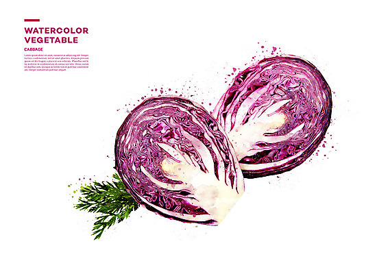 PSD 채소 일러스트 단면 나뭇잎 수채화 사람없음 양상추 번짐 국내일러스트 잎 파일형식 효과