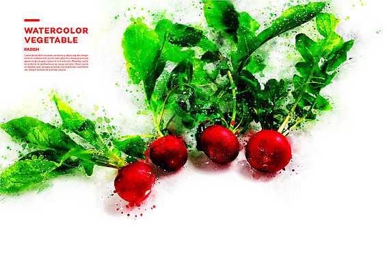 PSD 채소 일러스트 수채화 사람없음 빨간색 초록색 신선 번짐 적환무 국내일러스트 컬러 무 파일형식 효과