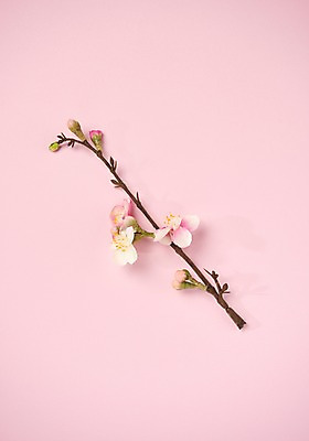 포토 JPG 스튜디오촬영 꽃 실내 사람없음 나뭇가지 오브젝트 국내포토 나무 식물 내부 파일형식