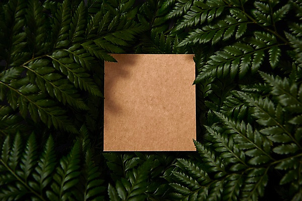 포토 JPG 스튜디오촬영 식물 종이 백그라운드 프레임 사람없음 내추럴 고사리 국내포토 채소 실내 파일형식