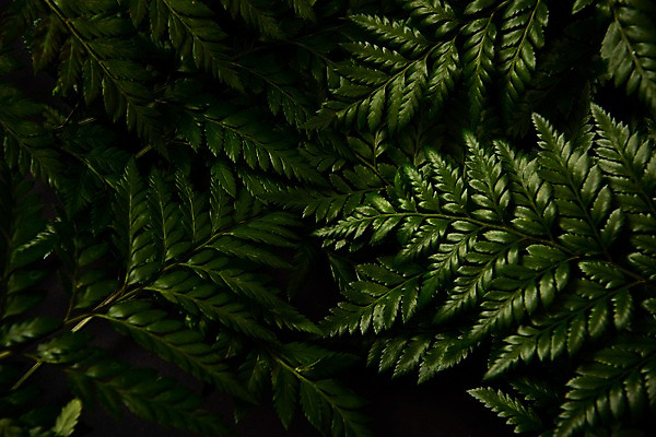 포토 JPG 스튜디오촬영 식물 백그라운드 사람없음 내추럴 고사리 국내포토 채소 실내 파일형식