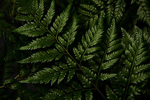 포토 JPG 스튜디오촬영 식물 백그라운드 사람없음 내추럴 고사리 국내포토 채소 실내 파일형식