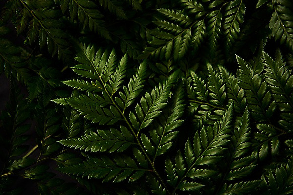 포토 JPG 스튜디오촬영 식물 백그라운드 사람없음 내추럴 고사리 국내포토 채소 실내 파일형식