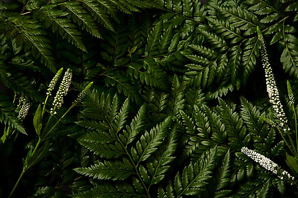 포토 JPG 스튜디오촬영 식물 백그라운드 사람없음 내추럴 고사리 국내포토 채소 실내 파일형식