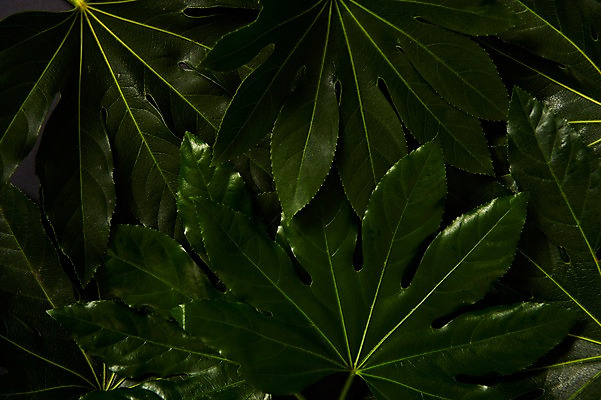 포토 JPG 스튜디오촬영 식물 백그라운드 사람없음 내추럴 팔손이 국내포토 실내 파일형식