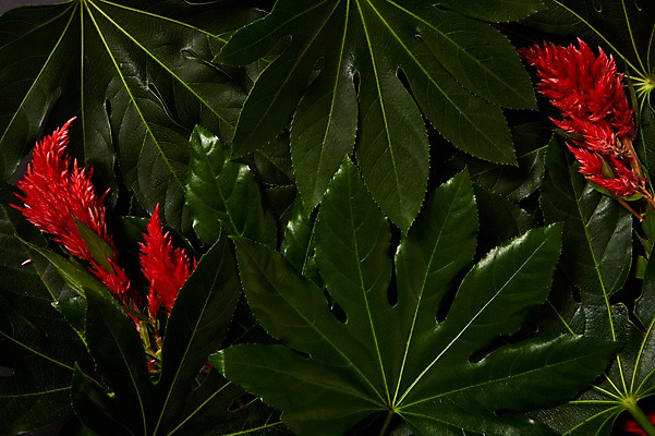 포토 JPG 스튜디오촬영 식물 백그라운드 사람없음 내추럴 맨드라미 팔손이 국내포토 꽃 실내 파일형식