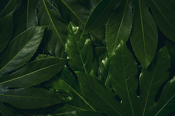 포토 JPG 스튜디오촬영 식물 백그라운드 사람없음 내추럴 팔손이 국내포토 실내 파일형식