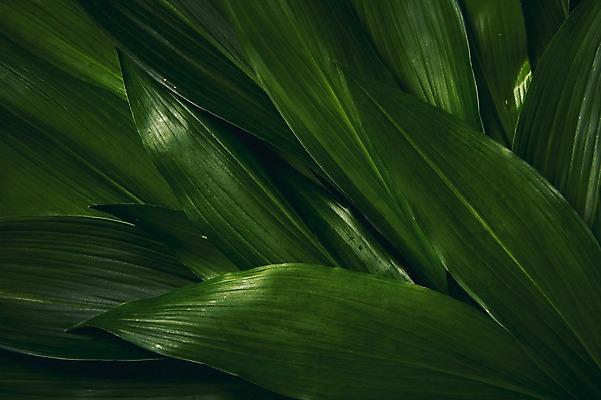 포토 JPG 스튜디오촬영 식물 백그라운드 나뭇잎 사람없음 내추럴 열대잎 국내포토 잎 실내 파일형식