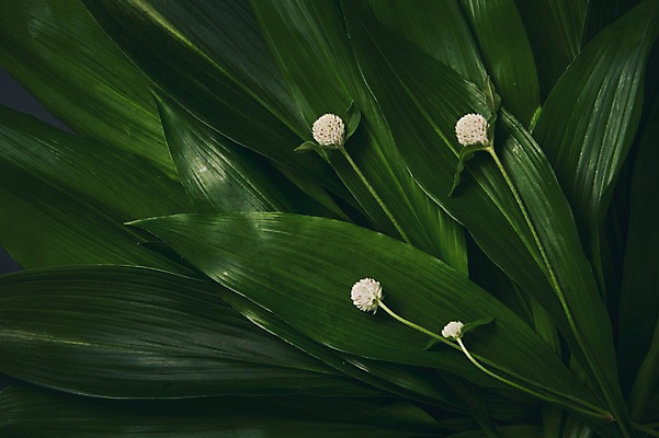 포토 JPG 스튜디오촬영 식물 백그라운드 나뭇잎 사람없음 열대식물 내추럴 열대잎 국내포토 잎 실내 파일형식