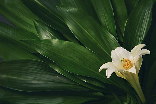 포토 JPG 스튜디오촬영 식물 백그라운드 나뭇잎 사람없음 백합 열대식물 내추럴 열대잎 국내포토 꽃 잎 실내 파일형식