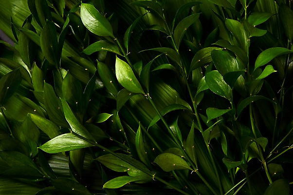 포토 JPG 스튜디오촬영 식물 백그라운드 나뭇잎 사람없음 내추럴 국내포토 잎 실내 파일형식