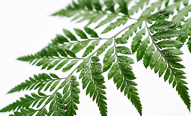 포토 JPG 스튜디오촬영 식물 백그라운드 사람없음 내추럴 고사리 국내포토 채소 실내 파일형식