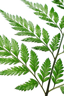 포토 JPG 스튜디오촬영 식물 백그라운드 사람없음 내추럴 고사리 국내포토 채소 실내 파일형식