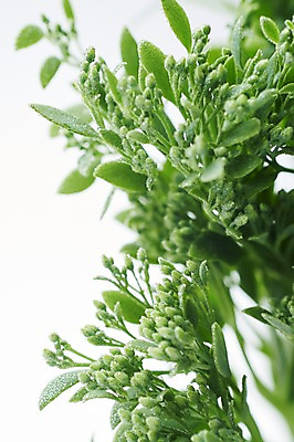 포토 JPG 스튜디오촬영 식물 백그라운드 사람없음 내추럴 달맞이꽃 국내포토 꽃 실내 파일형식