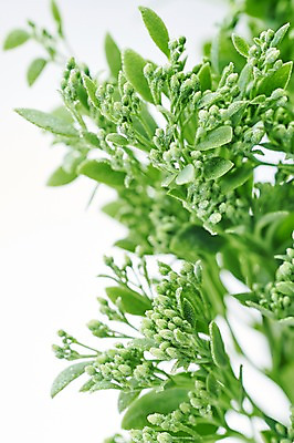 포토 JPG 스튜디오촬영 식물 백그라운드 사람없음 내추럴 달맞이꽃 국내포토 꽃 실내 파일형식