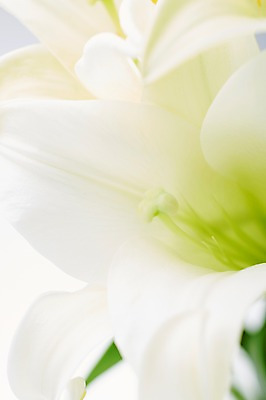 포토 JPG 스튜디오촬영 식물 백그라운드 근접촬영 사람없음 아웃포커스 백합 내추럴 국내포토 꽃 뷰포인트 촬영기법 실내 파일형식