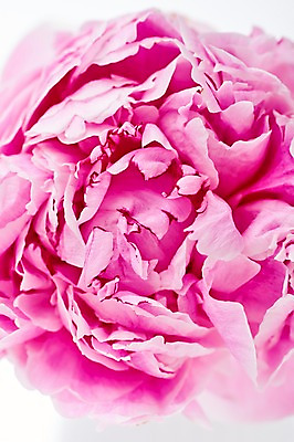 포토 JPG 스튜디오촬영 식물 백그라운드 사람없음 내추럴 작약 국내포토 꽃 실내 파일형식