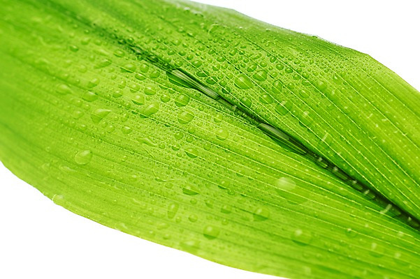 포토 JPG 스튜디오촬영 식물 백그라운드 나뭇잎 사람없음 물방울 내추럴 국내포토 잎 실내 파일형식