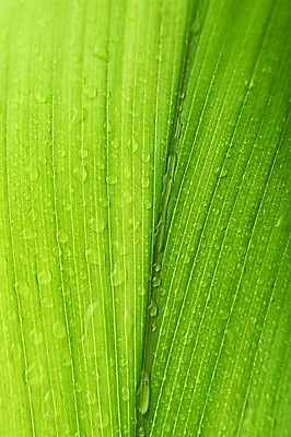 포토 JPG 스튜디오촬영 식물 백그라운드 나뭇잎 근접촬영 사람없음 물방울 내추럴 국내포토 뷰포인트 잎 실내 파일형식