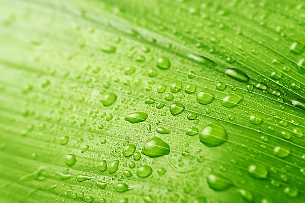 포토 JPG 스튜디오촬영 식물 백그라운드 나뭇잎 근접촬영 사람없음 물방울 내추럴 국내포토 뷰포인트 잎 실내 파일형식