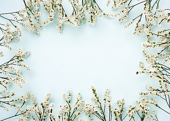 포토 JPG 스튜디오촬영 식물 백그라운드 프레임 사람없음 꽃프레임 내추럴 시네신스 국내포토 꽃 실내 파일형식