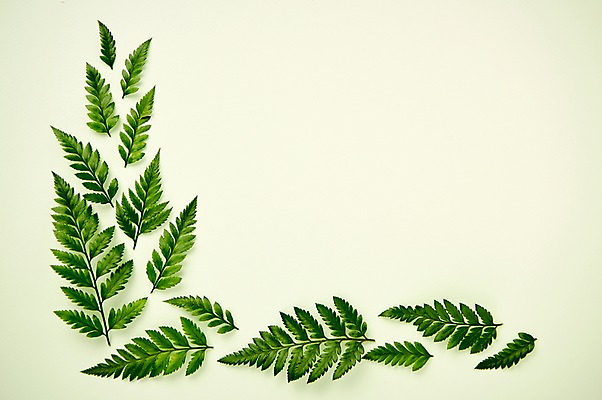 포토 JPG 스튜디오촬영 식물 백그라운드 프레임 사람없음 내추럴 고사리 국내포토 채소 실내 파일형식