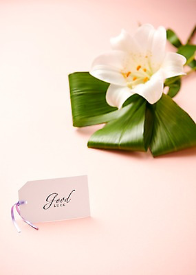 포토 JPG 스튜디오촬영 식물 종이 백그라운드 나뭇잎 사람없음 백합 내추럴 국내포토 꽃 잎 실내 파일형식