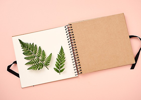 포토 JPG 스튜디오촬영 식물 백그라운드 프레임 사람없음 공책 내추럴 고사리 국내포토 채소 문구용품 실내 파일형식