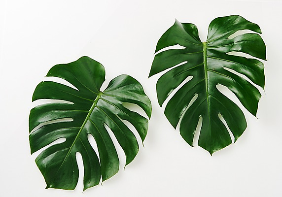 포토 JPG 스튜디오촬영 식물 백그라운드 사람없음 내추럴 몬스테라 국내포토 실내 파일형식