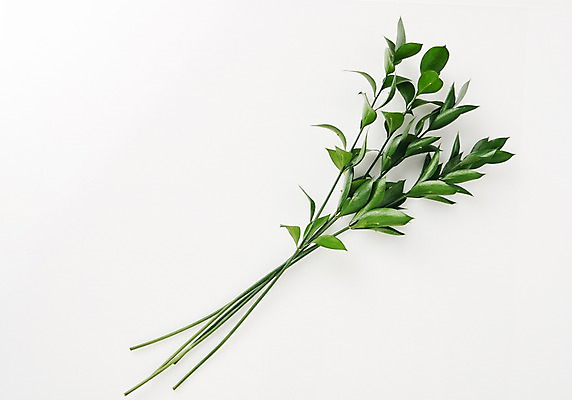 포토 JPG 스튜디오촬영 식물 백그라운드 나뭇잎 사람없음 내추럴 국내포토 잎 실내 파일형식