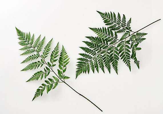 포토 JPG 스튜디오촬영 식물 백그라운드 사람없음 내추럴 고사리 국내포토 채소 실내 파일형식