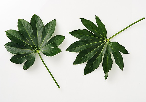 포토 JPG 스튜디오촬영 식물 백그라운드 사람없음 내추럴 팔손이 국내포토 실내 파일형식