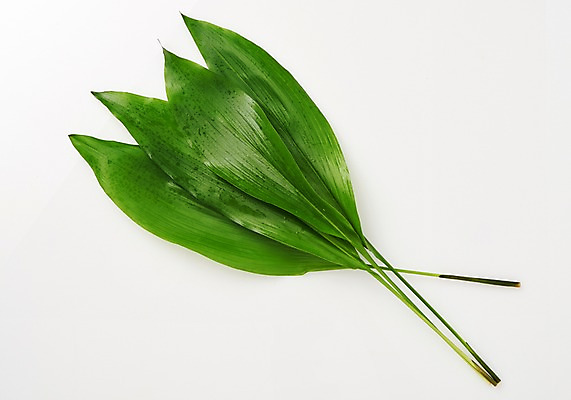 포토 JPG 스튜디오촬영 식물 백그라운드 나뭇잎 사람없음 열대식물 내추럴 국내포토 잎 실내 파일형식