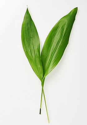 포토 JPG 스튜디오촬영 식물 백그라운드 나뭇잎 사람없음 열대식물 내추럴 국내포토 잎 실내 파일형식