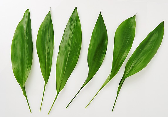 포토 JPG 스튜디오촬영 식물 백그라운드 나뭇잎 사람없음 열대식물 내추럴 국내포토 잎 실내 파일형식