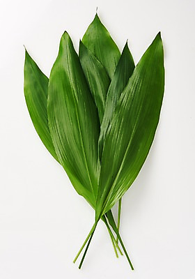 포토 JPG 스튜디오촬영 식물 백그라운드 나뭇잎 사람없음 열대식물 내추럴 국내포토 잎 실내 파일형식