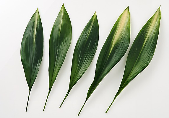 포토 JPG 스튜디오촬영 식물 백그라운드 나뭇잎 사람없음 열대식물 내추럴 국내포토 잎 실내 파일형식