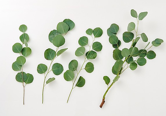 포토 JPG 스튜디오촬영 식물 백그라운드 나뭇잎 사람없음 내추럴 유칼립투스 국내포토 잎 실내 파일형식