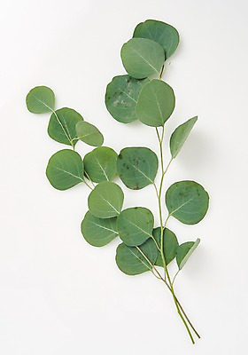 포토 JPG 스튜디오촬영 식물 백그라운드 나뭇잎 사람없음 내추럴 유칼립투스 국내포토 잎 실내 파일형식